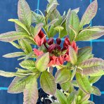 Azalka veľkokvetá (Azalea Mollis) ´TUNIS´ - výška 30-40 cm, kont. C3L